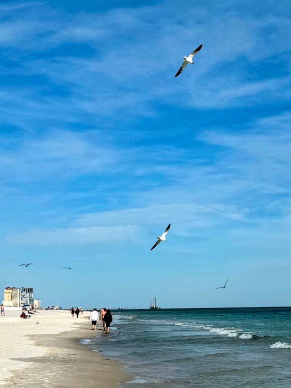 Birds flying overhead as people walk along the beach in Gulf Shores Alabama.