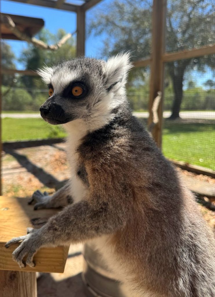 Lemur at the Alabama Gulf Coast Zoo photo by Karen Dawkins.