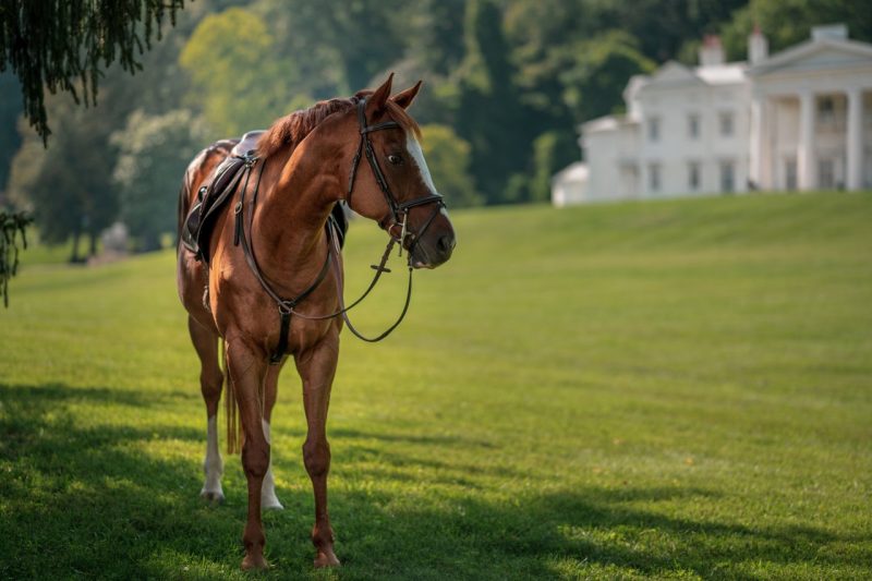 Bridled horse under a tree in foreground with Davis House at Morven Park in the background.