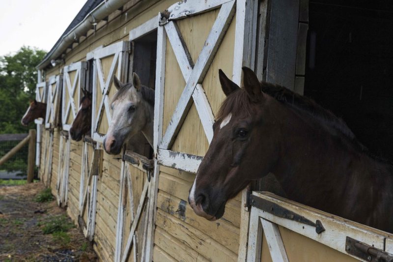 Horses peeking out of stable doors of yello horse stable in Loudoun County, Virginia horse country.