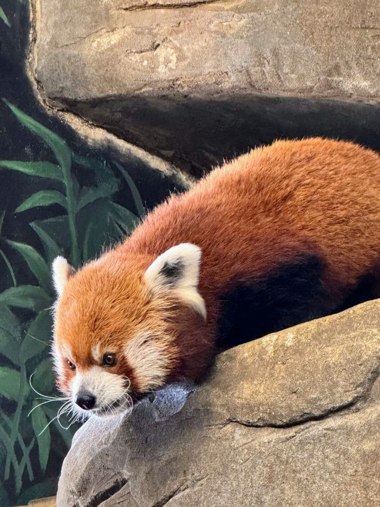Red panda at the Chattanooga Zoo.
