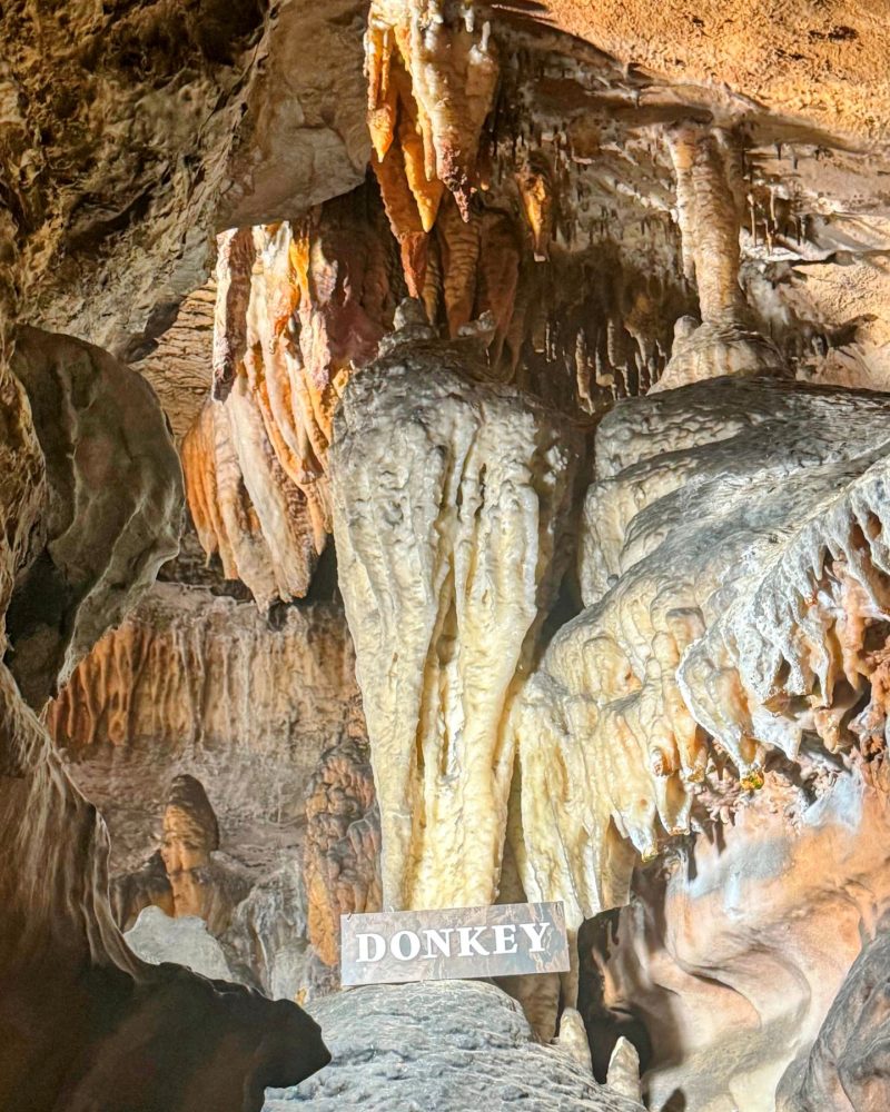 Donkey stalactite seen on Ruby Falls Cave Tour with other stalactites around it.