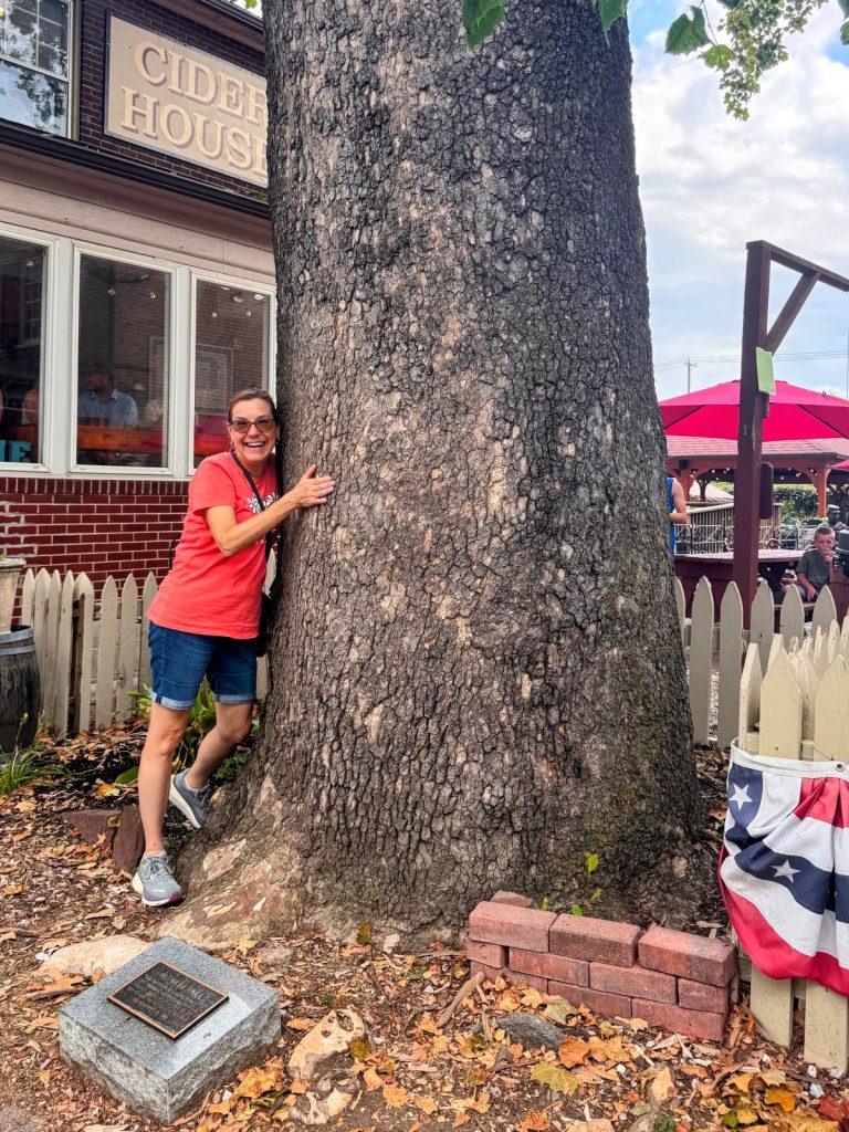 Hugging a witness tree, a tree that survived the Battle of Gettysburg.