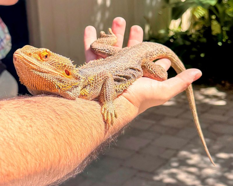 Lizard sunning on man's arm at Clyde Peelings Reptiland.