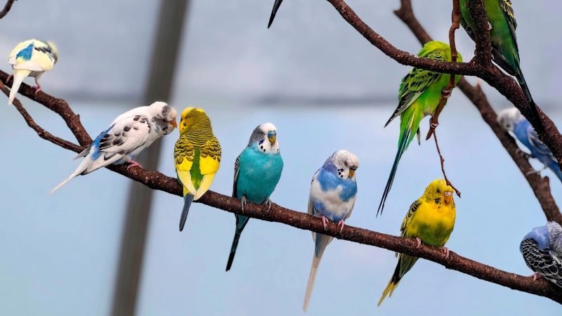 Parakeets of many colors sitting on a branch at Clyde Peelings Reptiland.