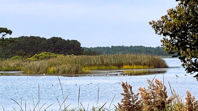 Gordon's Pond Trail at Cape Henlopen State Park with birds on the water and grasses in the foreground.